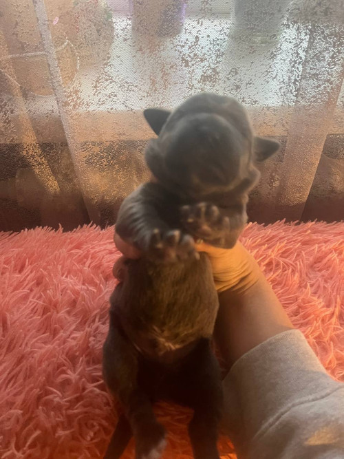 Продам щенков кане-корсо фото 3