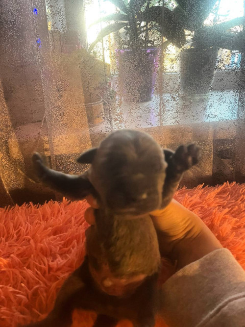 Продам щенков кане-корсо фото 4