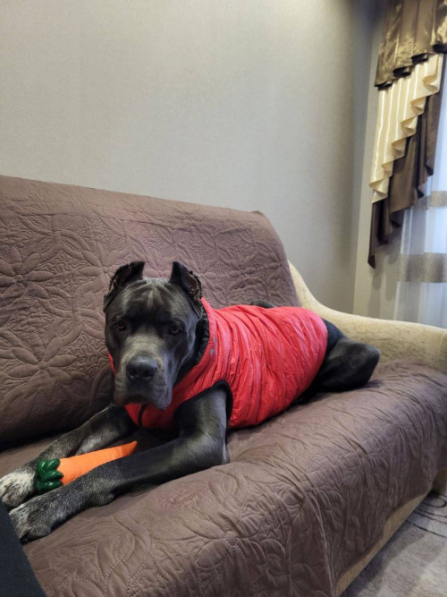 Продам щенков кане-корсо фото 5