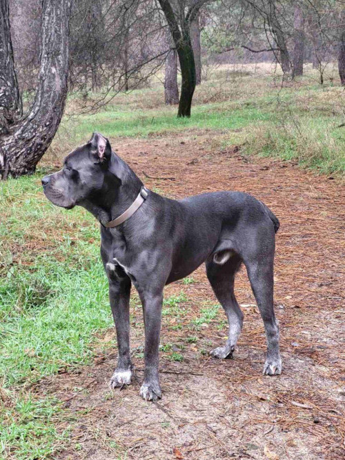 Продам щенков кане-корсо фото 6