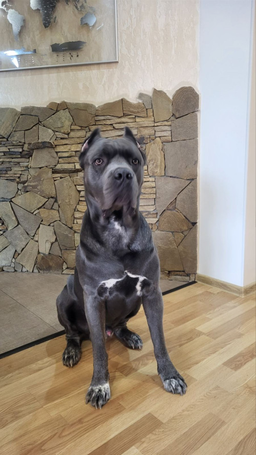 Продам щенков кане-корсо фото 7