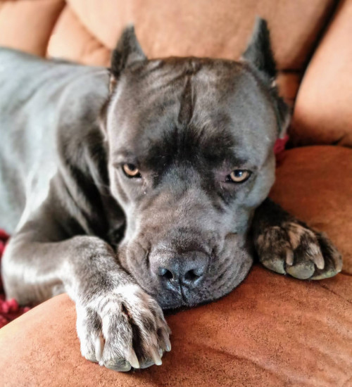 Продам щенков кане-корсо фото 8