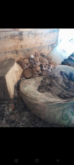 Віддам цуценят !