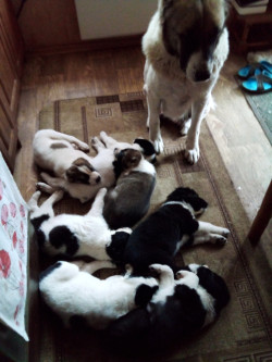 продам щенки среднеазиатской овчарки (алабай), окрас белый и черный,