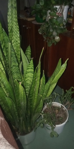 Продам комнатные растения