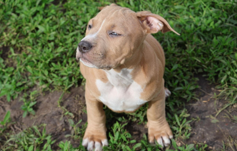 Цуценята АСТ преміум класу 