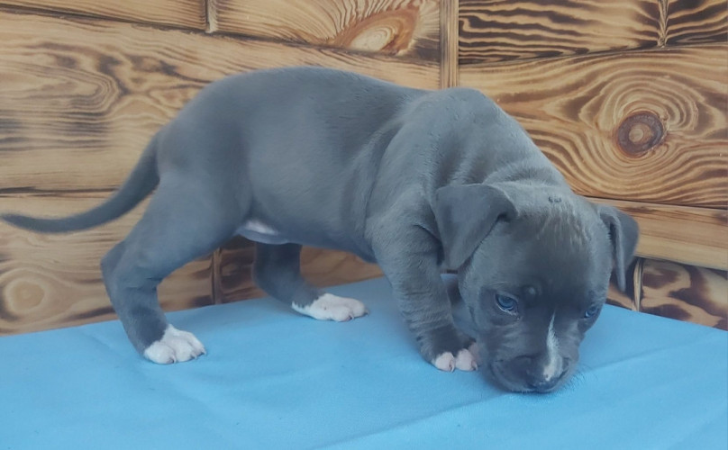 Цуценята АСТ преміум класу фото 2