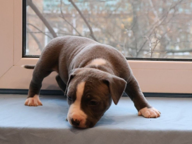 Цуценята АСТ преміум класу фото 5