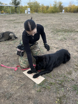 Дресирування собак на спец оборудованному майданчику.