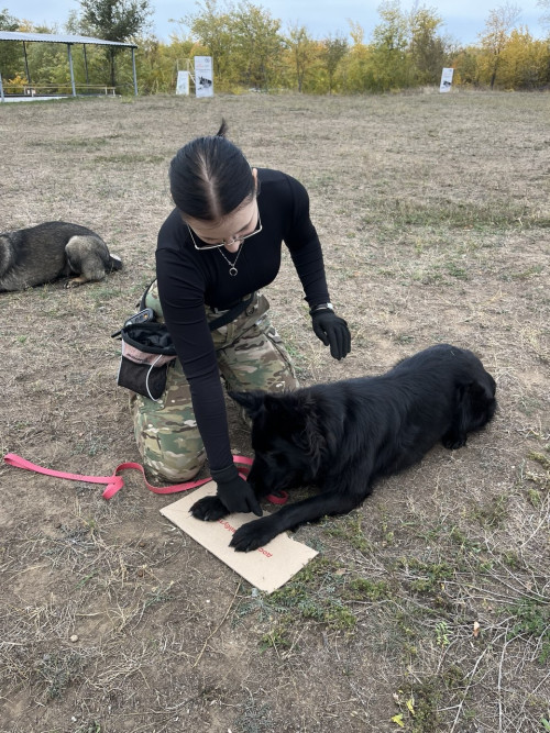 Дресирування собак на спец оборудованному майданчику. 