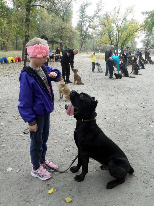 Дресирування собак на спец оборудованному майданчику. фото 2