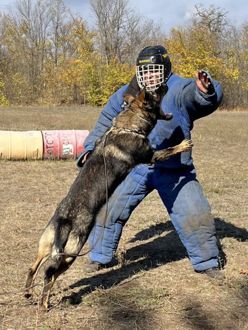 Дресирування собак на спец оборудованному майданчику. фото 3