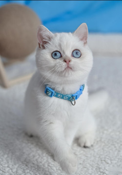 Британські кошенята блакитні очі