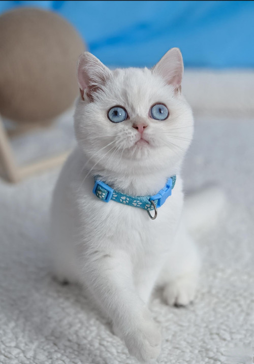 Британські кошенята блакитні очі 