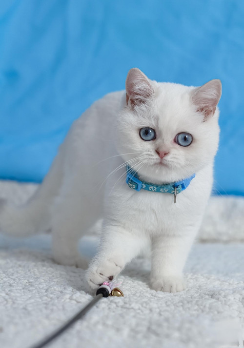 Британські кошенята блакитні очі фото 2