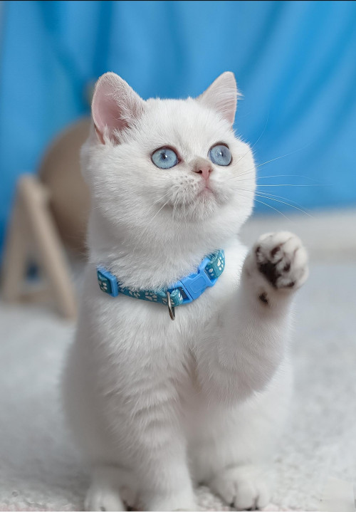 Британські кошенята блакитні очі фото 3