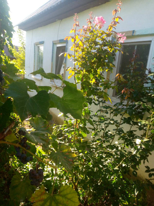 Дам притулок самотньому чоловіку або літній парі фото 2