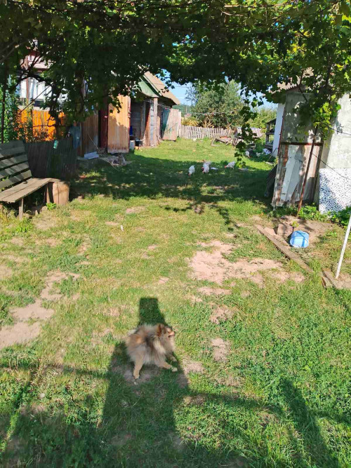 Дам притулок самотньому чоловіку або літній парі фото 3