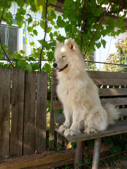 Дам притулок самотньому чоловіку або літній парі фото 4