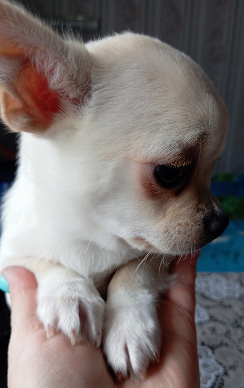 Продаю цуценя чіхуа-хуа. 4 місяці. Окрас персиковий. 