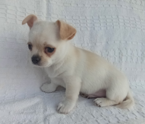 Продаю цуценя чіхуа-хуа. 4 місяці. Окрас персиковий. фото 2