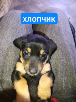 Віддам цуценят в сім'ю