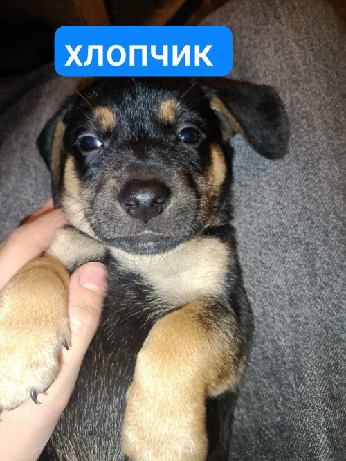 Віддам цуценят в сім'ю фото 2