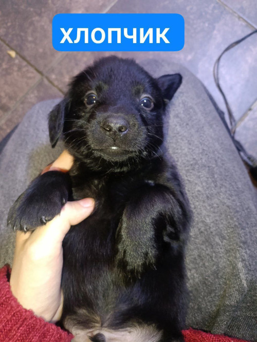 Віддам цуценят в сім'ю фото 3