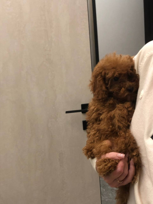 Щенки Той пудель 3 мес | RED BROWN | Киев | 