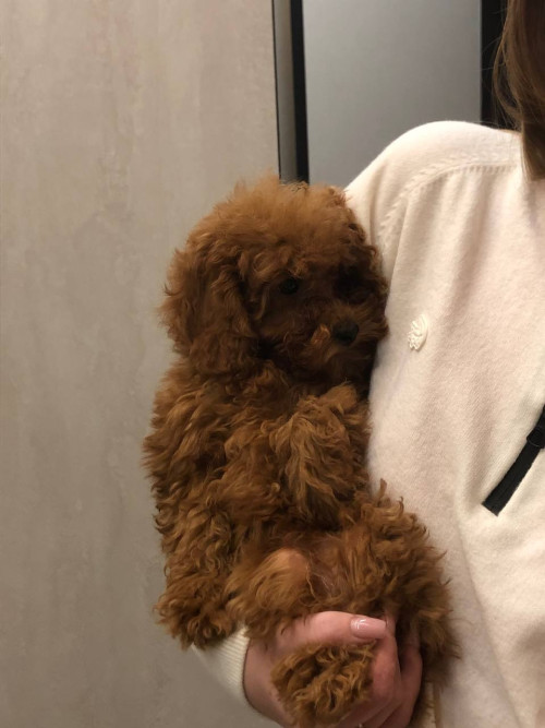 Щенки Той пудель 3 мес | RED BROWN | Киев | фото 2