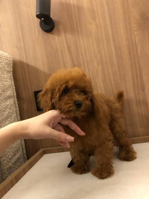 Щенки Той пудель 3 мес | RED BROWN | Киев | фото 3