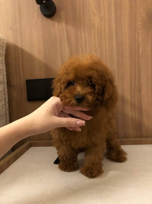 Щенки Той пудель 3 мес | RED BROWN | Киев | фото 4