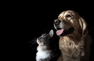 Перетримка тварин