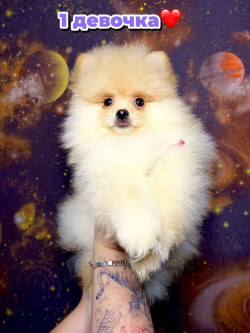 Шпиц помаранчевый