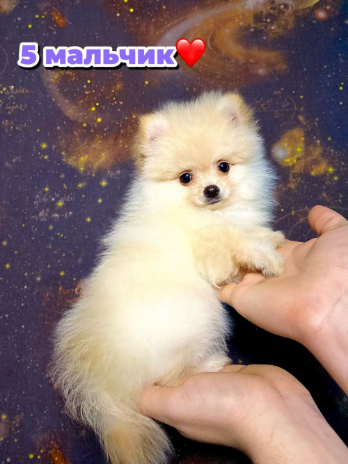 Шпиц помаранчевый фото 2