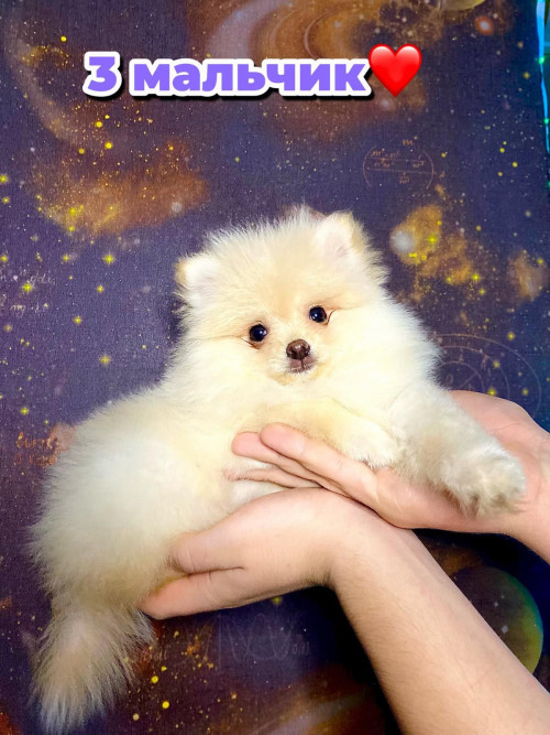 Шпиц помаранчевый фото 3