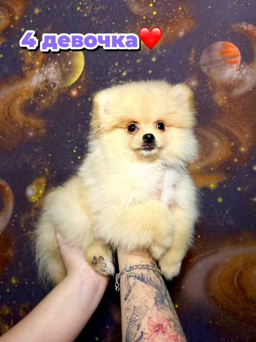 Шпиц помаранчевый фото 4