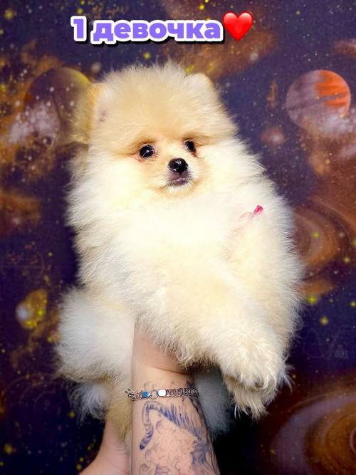 Шпиц помаранчевый фото 5