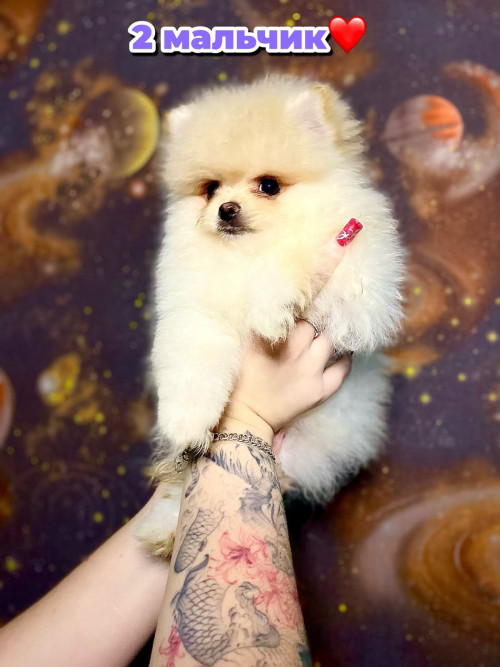 Шпиц помаранчевый фото 6