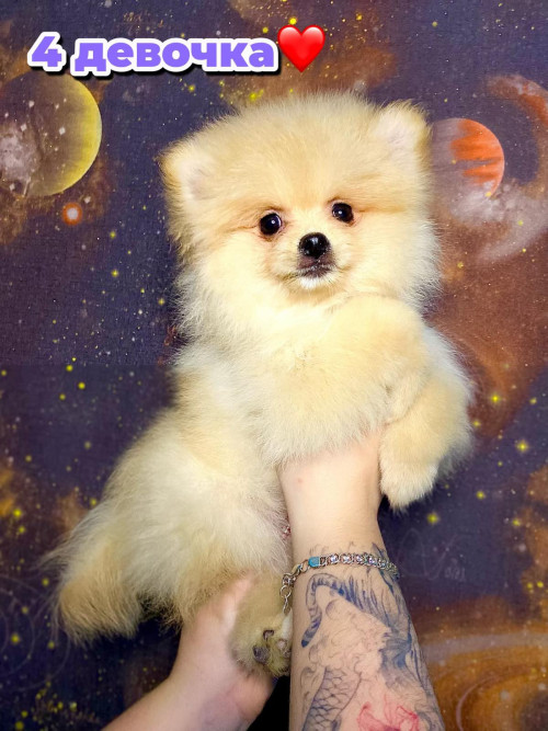 Шпиц помаранчевый фото 9