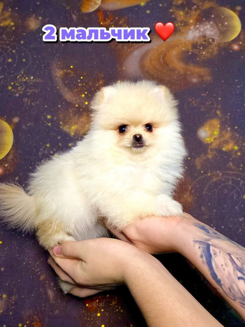 Шпиц помаранчевый фото 11