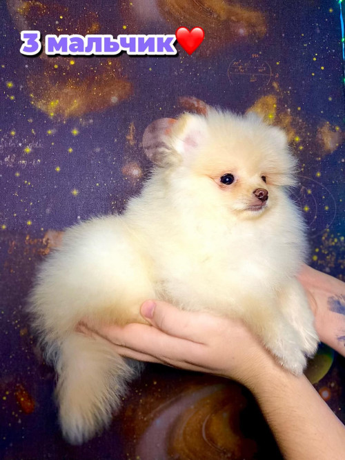 Шпиц помаранчевый фото 13