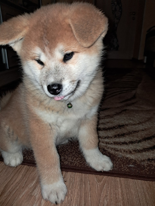 Акіта-іну хлопчики та дівчатка 