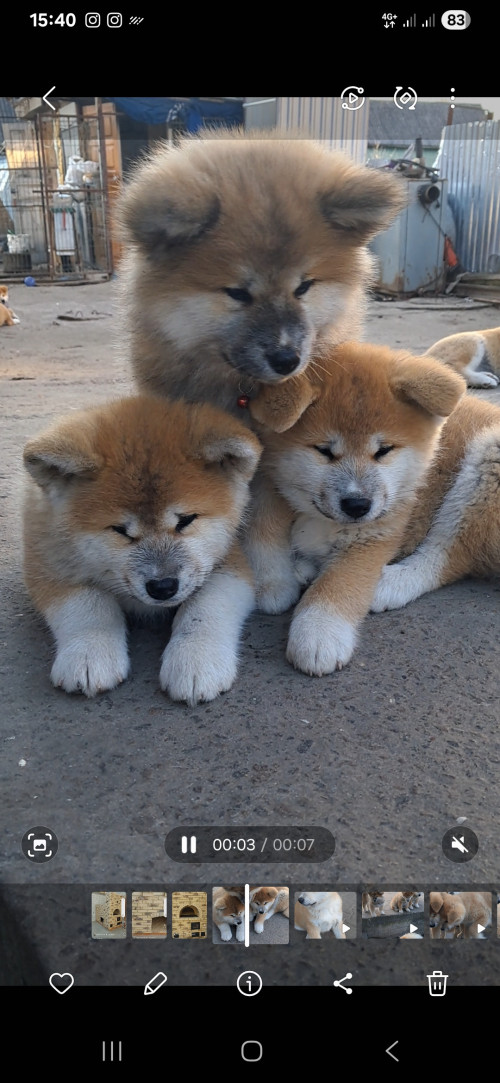 Акіта-іну хлопчики та дівчатка фото 4