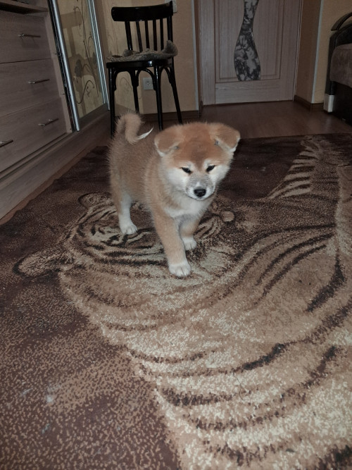 Акіта-іну хлопчики та дівчатка фото 3