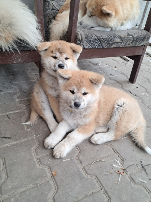 Акіта-іну хлопчики та дівчатка фото 6