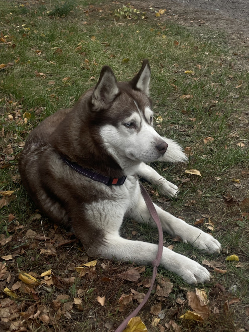 Сибирская хаски. фото 4