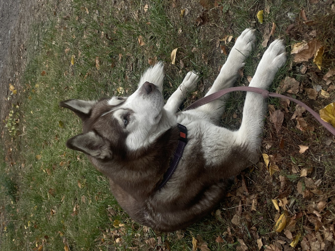 Сибирская хаски. фото 6