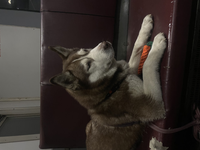 Сибирская хаски. фото 17