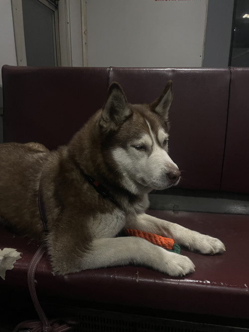 Сибирская хаски. фото 19